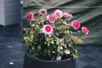 Clustered Pink Petal Flower Plant On Black Pot