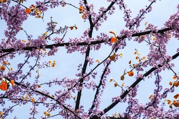 Clusters Of Cherry Blossoms Against Blue Sky In Spring