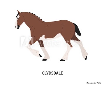 Clydesdale horse flat vector illustration