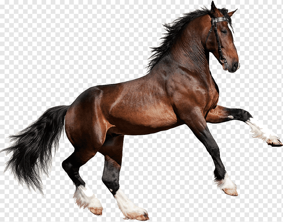 Clydesdale horse Gallop Equestrian graphy Bay, U, horse, white, mare png
