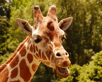 cmw3_d_giraffe2.jpg