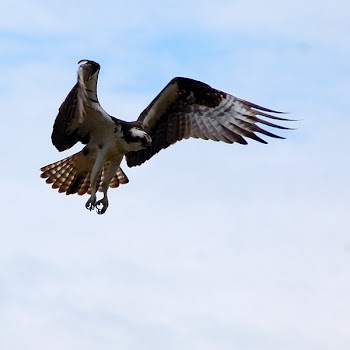 cmw3_osprey1b.jpg