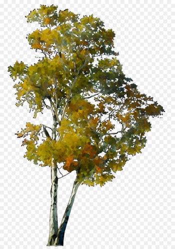 CO.OPMART Shrub Plane trees Leaf -  