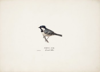 Coal tit, 1829, Magnus Von | Free Photo - rawpixel