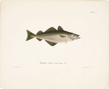Coalfish, 1836 - 1857, Wilhelm | Free Photo - rawpixel