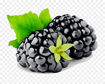 Cobbler Blackberry Portable Network Graphics Clip art Fruit -  