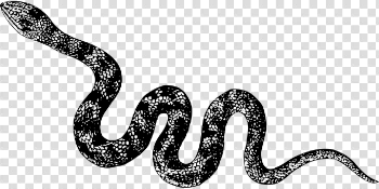 Cobra Images · Pixabay · Download Free Pictures