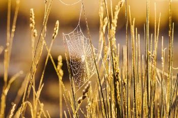 Cobweb Attached to Wheat Grains