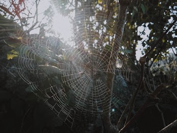 Cobweb On Tree Branch