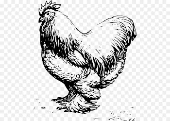 Cochin chicken Silkie Plymouth Rock chicken Dorking chicken Leghorn chicken - chicken feathers 