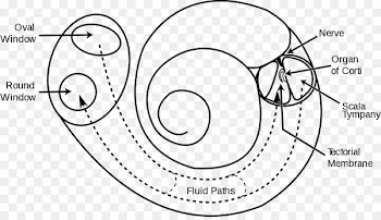Cochlear implant Hearing Inner ear Psychology - ear 