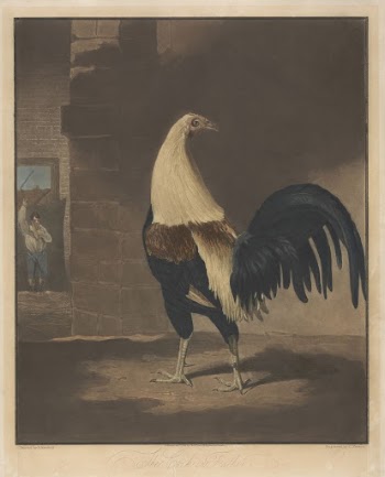 Cock Fighting [a pair]:  | Free Photo - rawpixel
