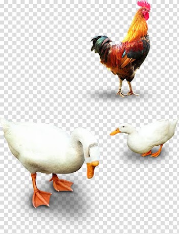 Cock goose transparent background PNG clipart