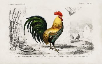 Cock illustrated by Charles Dessalines | Free Photo Illustration - rawpixel