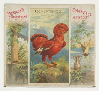 Cock-of-the-Rock, from Birds of the Tropics | Free Photo - rawpixel