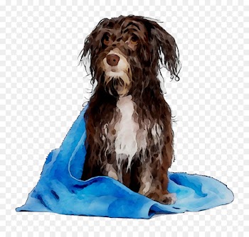 Cockapoo Boykin Spaniel Spanish Water Dog Schnoodle Dog breed -  