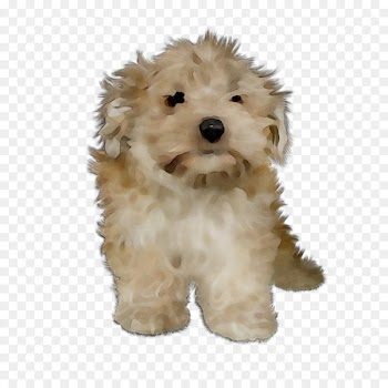 Cockapoo Cavapoo Miniature Poodle Schnoodle Goldendoodle -  