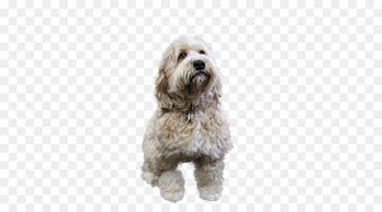 Cockapoo, Cavoodle, Schnoodle, Dog, Mammal PNG