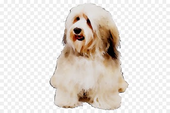 Cockapoo Dog breed Havanese dog Tibetan Terrier Bearded Collie -  