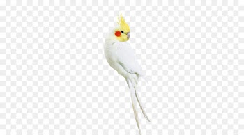 Cockatiel Amazon parrot White cockatoo - White parrot 