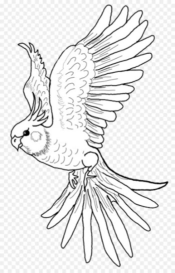 Cockatiel Bird Vertebrate Drawing - cockatiel 