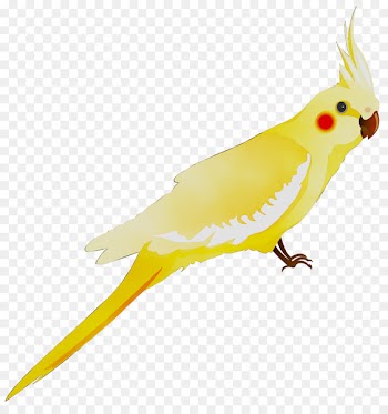 Cockatiel Parakeet Feather Cockatoo Beak -  