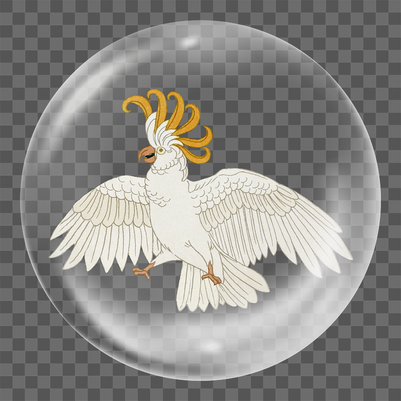 Cockatoo bird png sticker,  | Free PNG - rawpixel