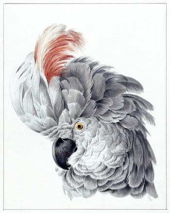 Cockatoo Head (1725&ndash;1792) painting in… | Free public domain illustration