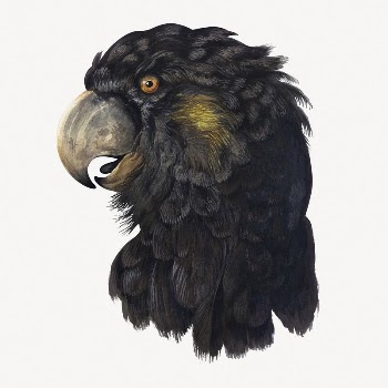Cockatoo head collage element, bird | Free PSD Illustration - rawpixel