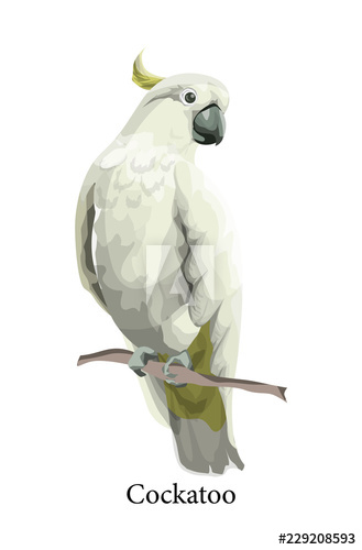 Cockatoo parrot wild exotic bird in realistic style