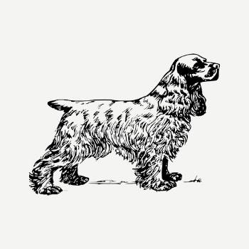 Cocker spaniel dog drawing, hand | Free PSD - rawpixel