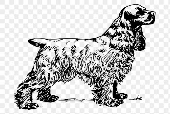 Cocker spaniel dog png sticker, | Free PNG - rawpixel