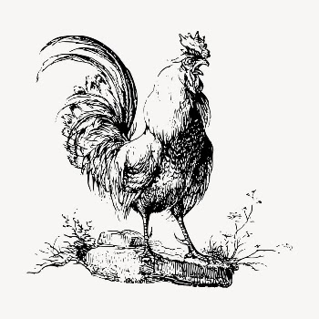 Cockerel chicken clipart, vintage animal | Free Vector - rawpixel