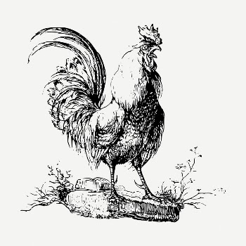 Cockerel chicken drawing, vintage animal | Free PSD - rawpixel
