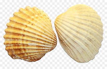 Cockle, Clam, Oyster PNG