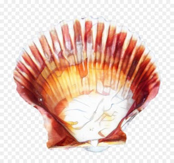 Cockle, Clam, Seashell, Shell, Scallop PNG