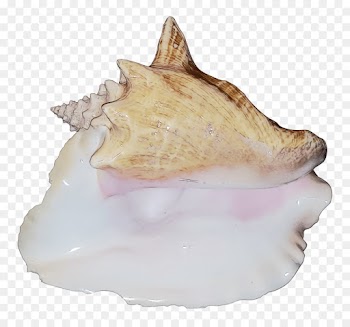 Cockle, Conchology, Trumpet, Conch, Shankha PNG