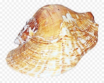 Cockle, Conchology, Trumpet, Conch, Shankha PNG