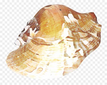 Cockle, Conchology, Trumpet, Rock, Shell PNG