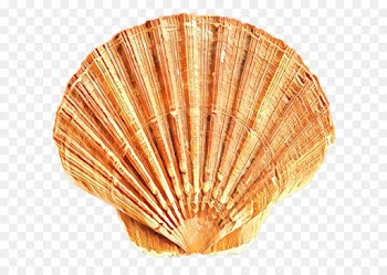 Cockle, Seashell, Mollusc Shell, Shell, Scallop PNG