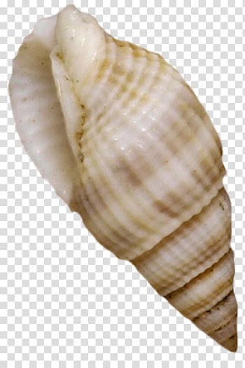 Cockle Seashell Mussel Shellfish, Seashells transparent background PNG clipart