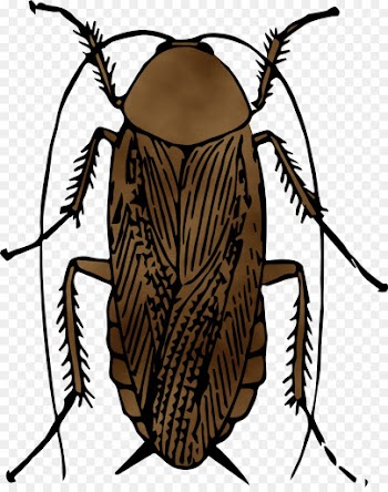 Cockroach, Beetle, Brown Cockroach, Insect, Invertebrate PNG