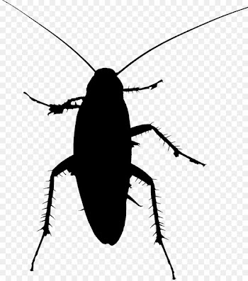 Cockroach Beetle Clip art Silhouette Membrane -  