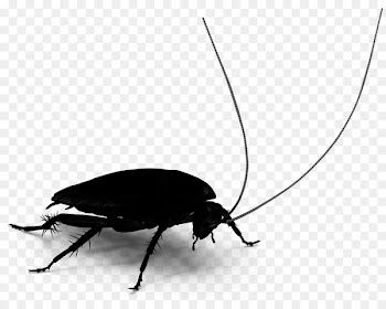 Cockroach Beetle Membrane Insect -  