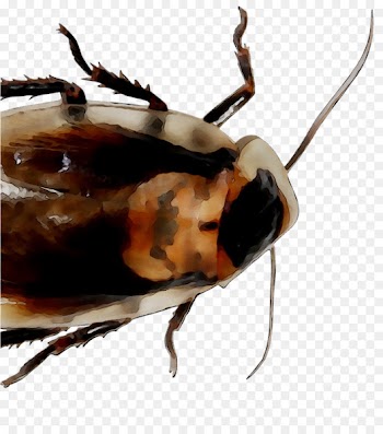 Cockroach Beetle Membrane Scarab Insect -  