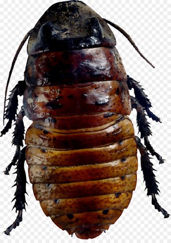Cockroach Beetle Membrane Scarab Insect -  
