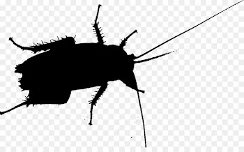 Cockroach Beetle Silhouette Membrane Insect -  