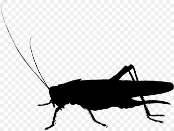Cockroach Clip art Fauna Cricket Silhouette -  