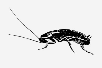 Cockroach drawing, vintage insect illustration. | Free Photo - rawpixel