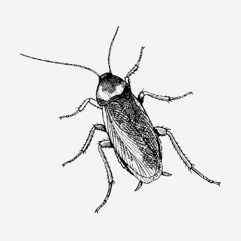Cockroach drawing, vintage insect illustration | Free PSD - rawpixel